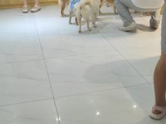 -柴源莊·柴小宠柴犬咖啡