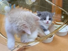 -帕帕拉兹宠物(亚洲旗舰店)