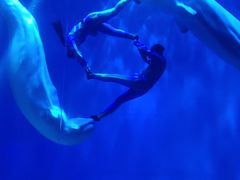 -芜湖新华联大白鲸海洋公园