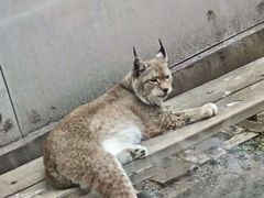 -青藏高原野生动物园