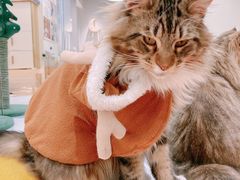 -COLOR PETS 撸猫馆·购猫·猫咖(长风大悦城店)