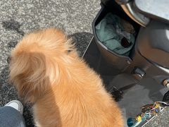 -瑞派康怡24h宠物医院·犬猫医疗中心·微创绝育(瑞景分院)