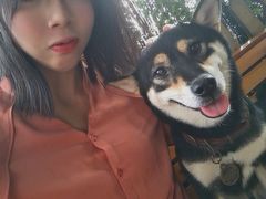 -柴犬高等学院·狗咖·柴犬售卖·宠物训练