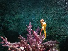 -暹罗海洋世界