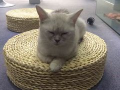 -喵的天空名猫咖啡馆·撸猫·猫舍·用品