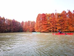 -上海海湾国家森林公园