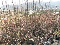 -香雪海