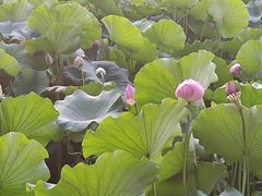 -莲花池公园