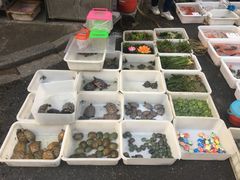 -清平路水族市场