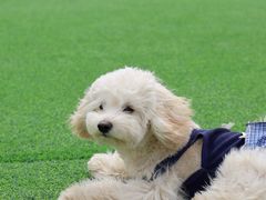 -观澜小洱海