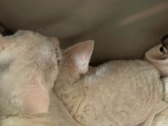 -瑞鹏宠物医院·骨科·猫科·内科(第一中心)