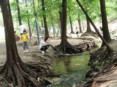 -白水寺森林公园