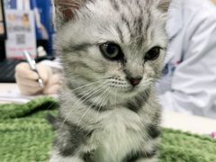 -宠颐生猫科·内科皮肤科(西平世纪城店)