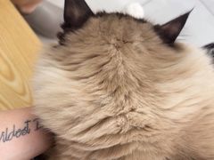 -中农大我爱我爱动物医院·核磁CT·猫病·24小时夜诊中心(石佛营店)