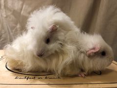 -雨林宠物医院 非犬猫异宠专科