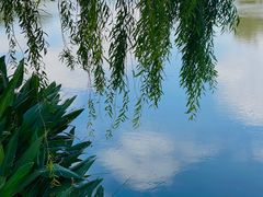 -九科绿洲