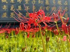 -西安大兴善寺