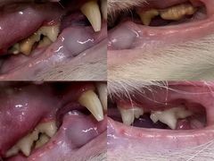 -囡的喵喵酱·萌宠生活馆·宠物洗护美容(胶州路店)