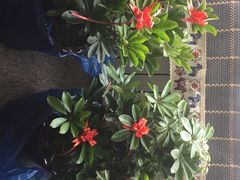 -新碧水留香新桑拿