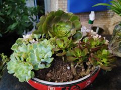 -上島咖啡(安亭店)