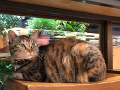 -猫的天空之城概念书店(杭州南宋御街店)