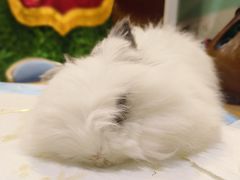 -雨林宠物医院 非犬猫异宠专科