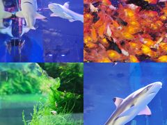 -青石桥花鸟鱼虫市场(叠翠城店)