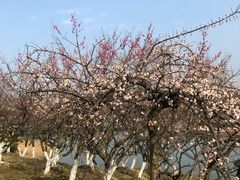 -白塘生态植物园