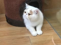 -八公叔叔宠物美容连锁(春申店)