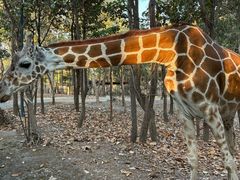 -清迈夜间动物园