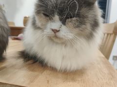-楼上猫咖(罗湖店)