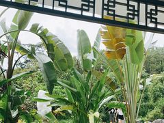 -深圳仙湖植物园