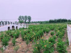 -北京东方普罗旺斯薰衣草庄园