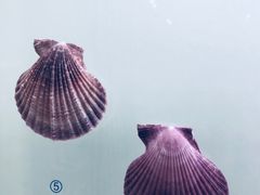 -青岛贝壳博物馆