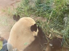 -云南野生动物园