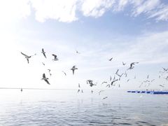 -青海湖国家重点风景名胜区