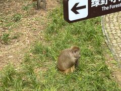 -苏州上方山国家森林公园