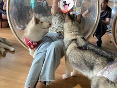 -Husky Go! 哈士奇体验馆·宠物咖啡厅狗咖