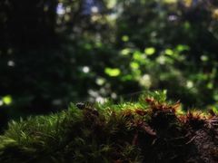-武陵山森林公园