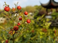 -苏州吴中太湖旅游区