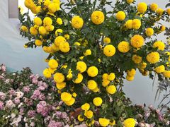 -南山植物园