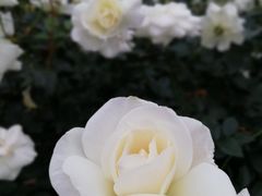 -人民公园(罗湖区)