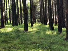 -山王坪喀斯特国家生态公园