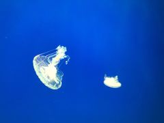 -江和美海洋公园