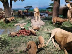 -国家自然博物馆