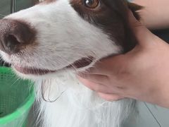 -嘉馨宠物医院·CT影像转诊·心脏科·犬猫全科诊疗中心(下沙大学城院区)