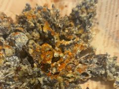 -云阿蛮云南生烫牛肉米线(奉贤路店)