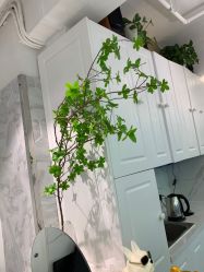-潘多拉Hairsalon