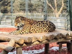 -北京野生动物园