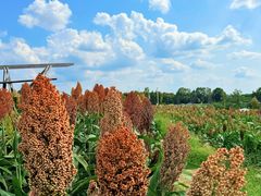 -三圣花乡旅游区